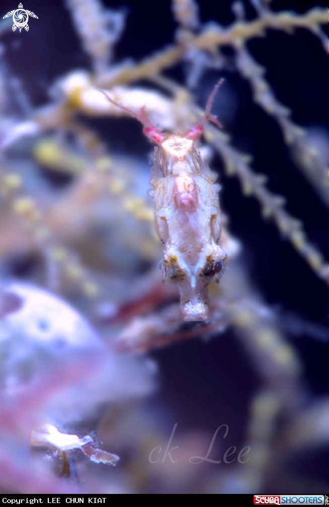 A pontohi pygmy seahorse