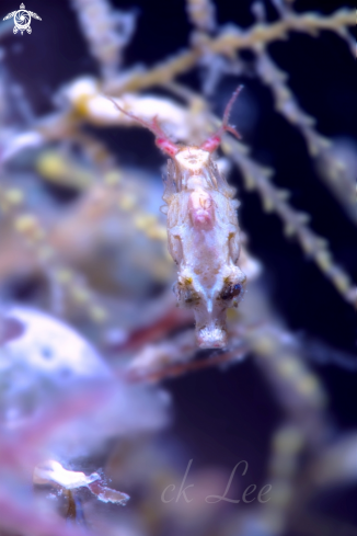 A pontohi pygmy seahorse