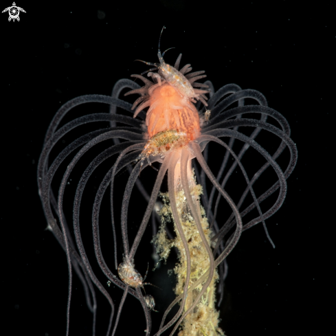 A Tubularia indivisa