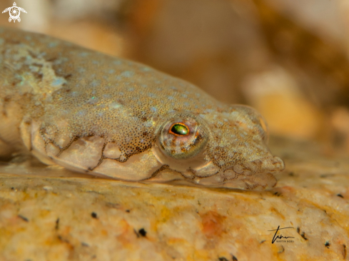 A Clingfish