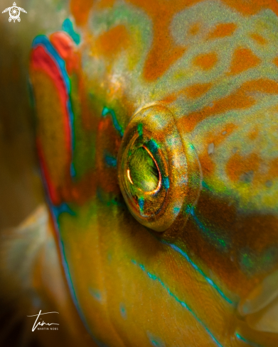 A Symphodus ocellatus | Ocellated Wrasse