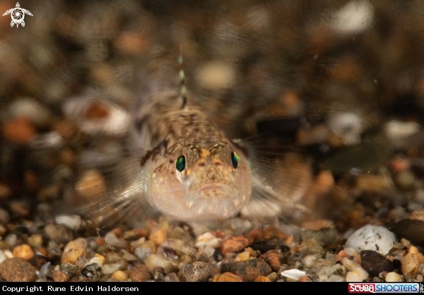 A Sand goby