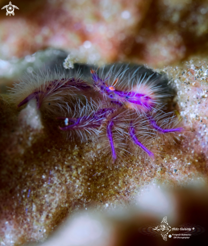 A Lauriea siagiani (Baba, 1994)  | Squat Lobster