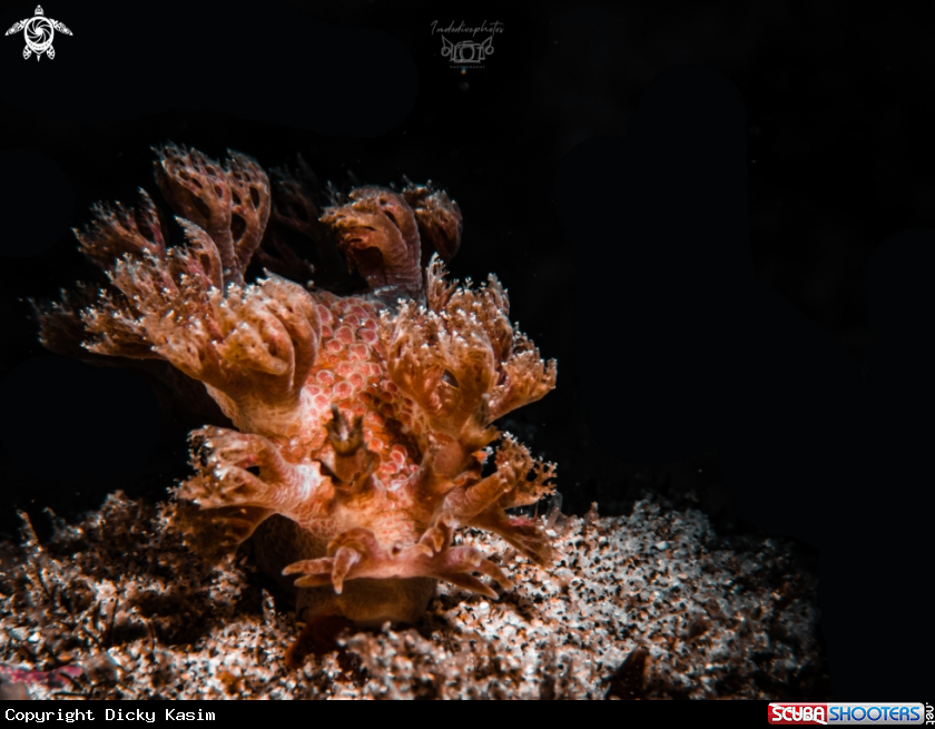 A Marioni nudibranch
