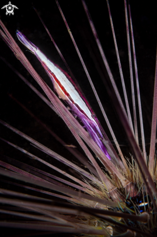 A Purple Urchin Shrimp