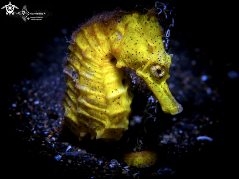 A Seahorse