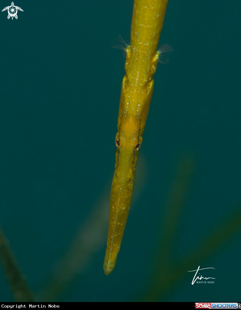 A Broadnoased Pipefish
