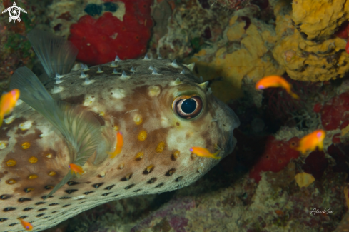 A Cyclichthys spilostylus | Fish of the Red Sea