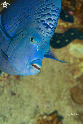 A Pomacanthus maculosus | Fish of the Red Sea