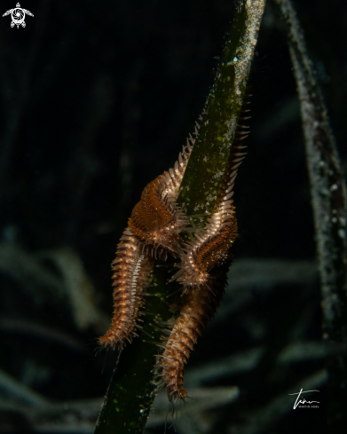 A Astropecten spinulosus | Spiny Seastar