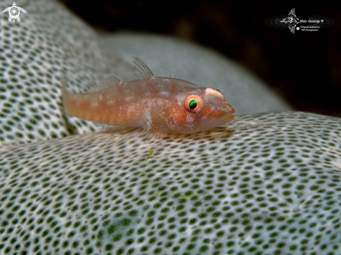 A Bryaninops yongei (Davis & Cohen, 1969)  | Whip Coral Goby