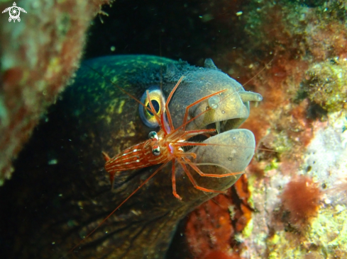 A Mediterranean moray