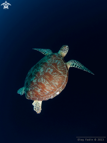 A underwater creature