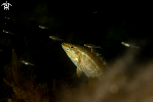 A Symphodus melops | Corkwing wrasse