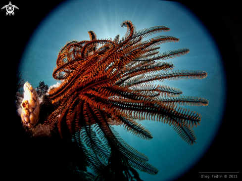 A Feather star