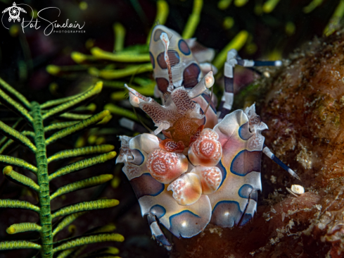 A Harlequin Shrimp