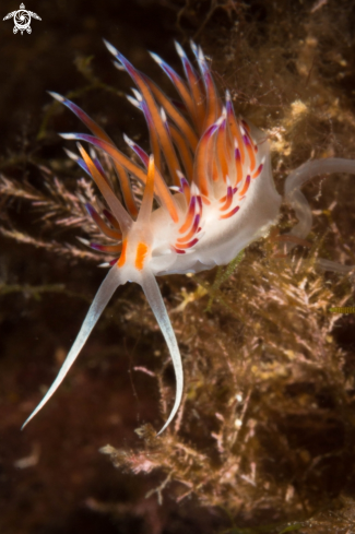 A Cratena peregrina nudibranch | Cratena peregrina nudibranch