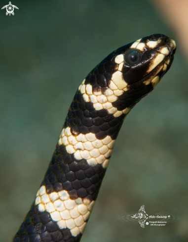 A Emydocephalus annulatus (Krefft, 1869) | The Turtle Headed Seasnake