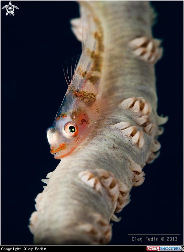 A Whip coral Goby
