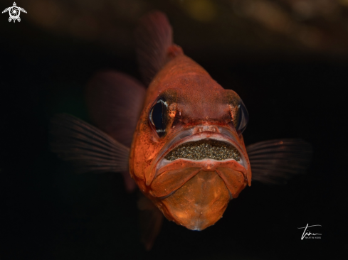 A Red Cardinal fish