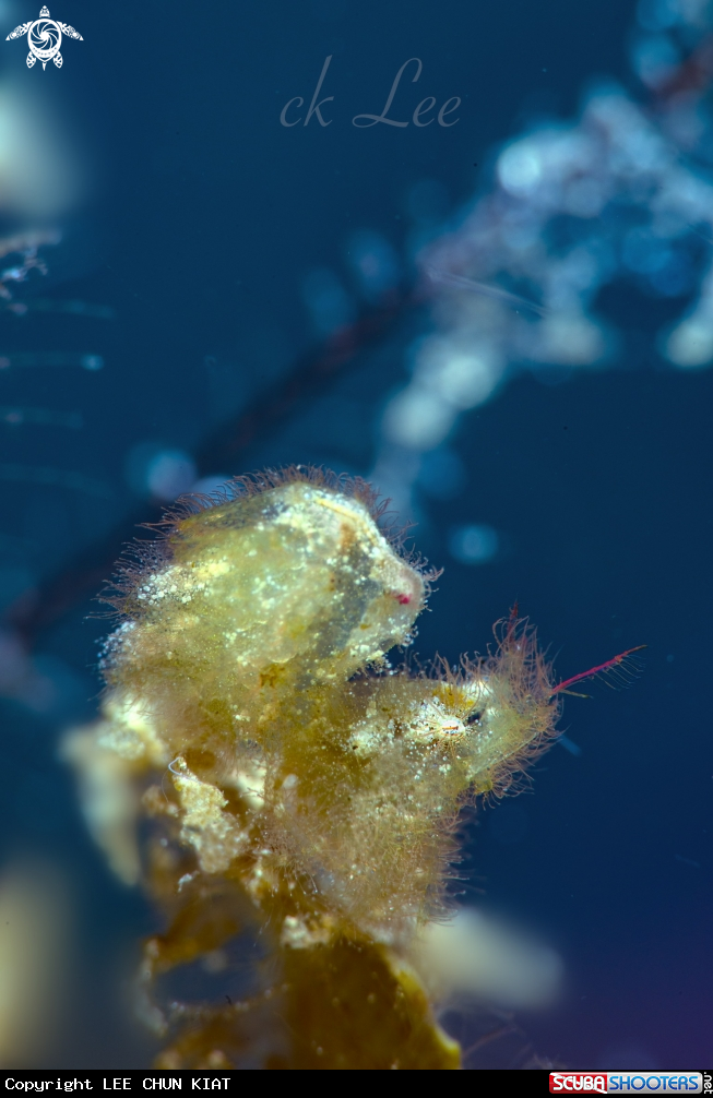 A Yellow Hairy shrimp 