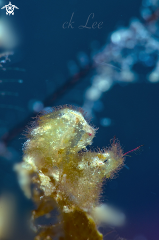 A Yellow Hairy shrimp 