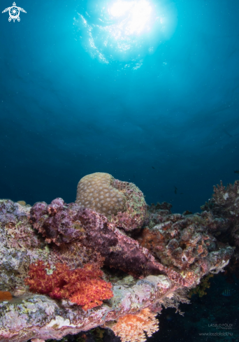 A Scorpionfish 