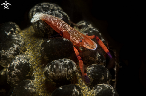 A Emperor shrimp