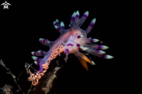 A Flabellina  exoptata | Flabellina  exoptata