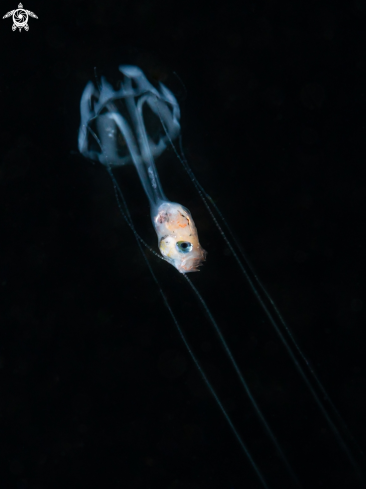 A Liriope tetraphylla | jellyfish