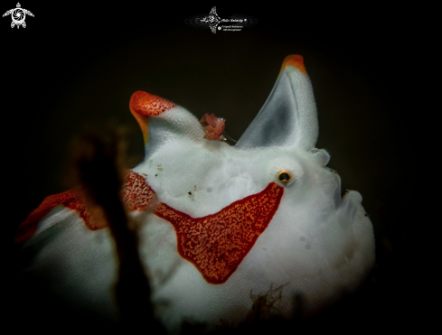 A Warty Frogfish