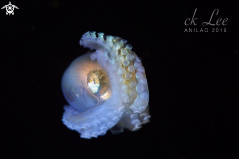 A Baby octopus 