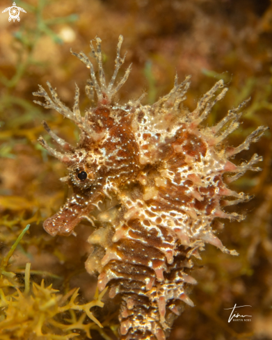 A Hippocampus guttulatus | Seahorse