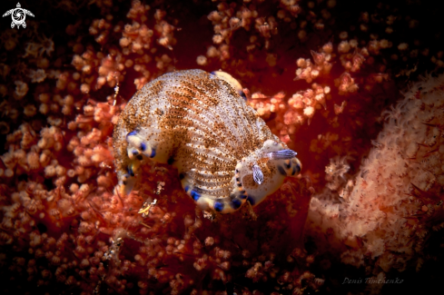 A Dermatobranchus caeruleomaculatus | NUDIBRANCH