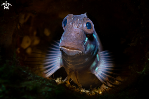 A Blenny fish