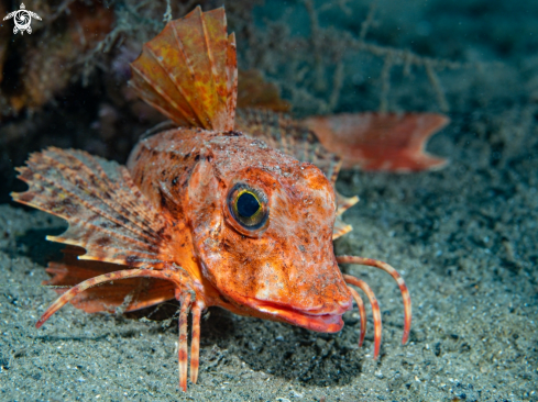 A Gallinella o Pesce Capone | Gallinella o Pesce Capone