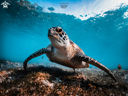 Green Sea Turtle