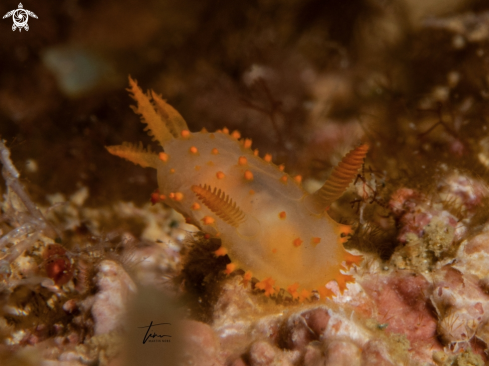 A Crimora papillata | Crimora papillata