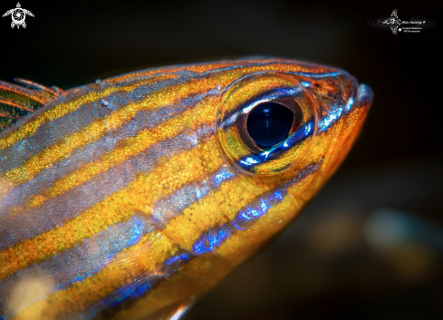 A Yellow Stripped Cardinalfish