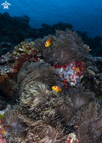 A Black footed Clownfish