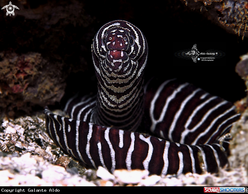 A Zebra Moray Eel