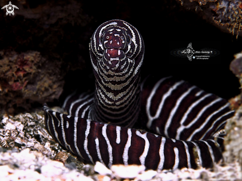 Zebra Moray Eel