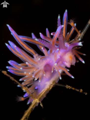 A Flabellina affinis nudibranch | Flabellina rosa nudibranch