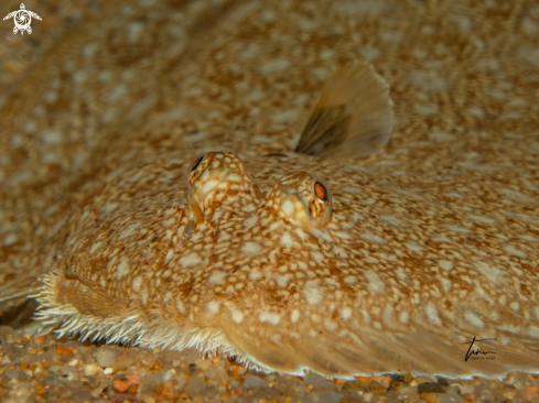 A Common Sole