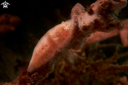 A Gelastocaris paronae | SHRIMP