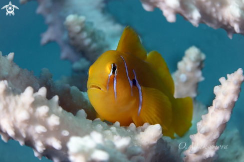 A The Lemon Coral Goby (Gobiodon citrinus)