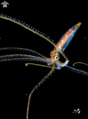 A Longarm Octopus 