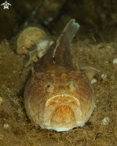 A Uranoscopus scaber | Atlantic Stargazer