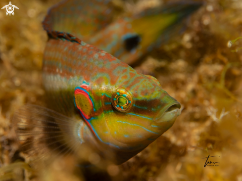 A Ocellated Wrasse