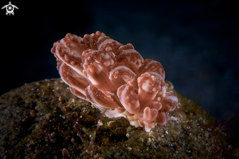 A NUDIBRANCH